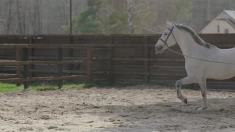 A horse that prances around in a circle on the training ground. Stock Footage 237488104