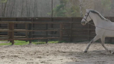 A horse that prances around in a circle on the training ground. Stockbeeldmateriaal 237488114