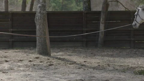 A horse that prances around in a circle on the training ground. Stock Footage 237488152