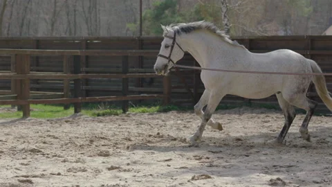 A horse that prances around in a circle on the training ground. Stock Footage 237488167
