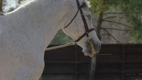A horse that prances around in a circle on the training ground. Stockbeeldmateriaal 237488193