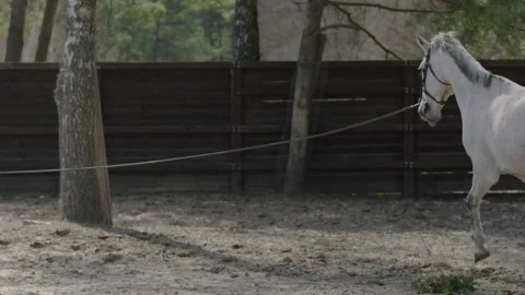 A horse that prances around in a circle on the training ground. Stock Footage 237488221