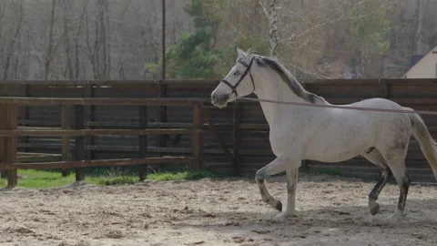 A horse that prances around in a circle on the training ground. Stock Footage 237488242