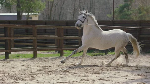 A horse that prances around in a circle on the training ground. Stock Footage 237488371