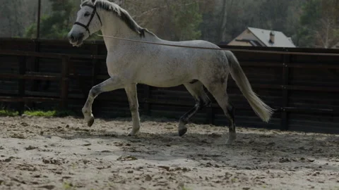 A horse that prances around in a circle on the training ground. Stockbeeldmateriaal 237488465