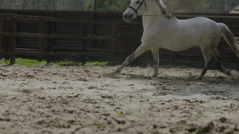 A horse that prances around in a circle on the training ground. Stock Footage 237488496