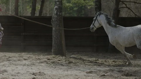 A horse that prances around in a circle on the training ground. Stock Footage 237488530