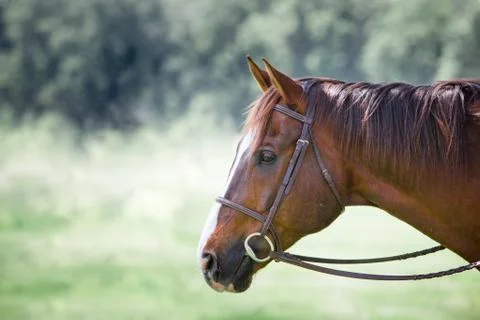 Horse profile Stock Photos
