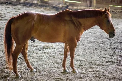 Horse Profile View Foto stock
