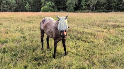 Horse with Protective Fly Mask in Meadow Pasture in Viskafors Stock Footage 343111126