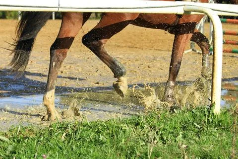 Horse in a puddle Foto stock