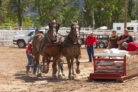 Horse pull ready to hook up Stock Photos