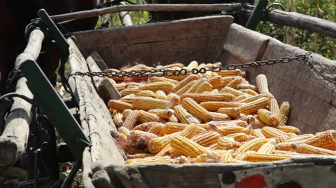 Horse pulled wagon full of dried sweet corn, cornfield, farm, harvest, crop Stock Footage 42142269
