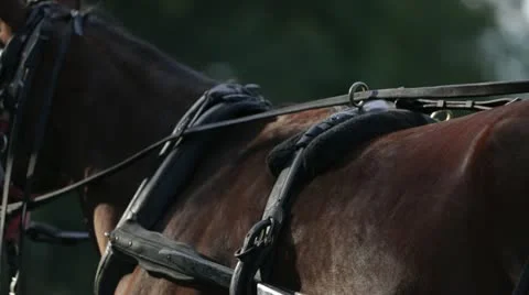 Horse pulling buggy 스톡 동영상 21783655