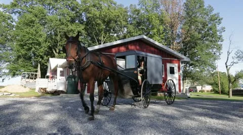 Horse Pulling Buggy Stockbeeldmateriaal 21790065