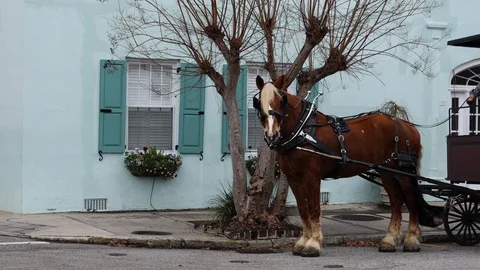 Horse pulling carriage at corner Stock Footage 122181351