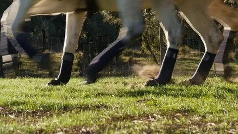 Horse pulling a carriage slow motion Stockbeeldmateriaal 70584265
