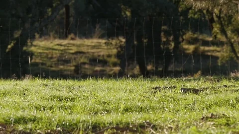 Horse pulling a carriage slow motion Stock-Footage 70584568