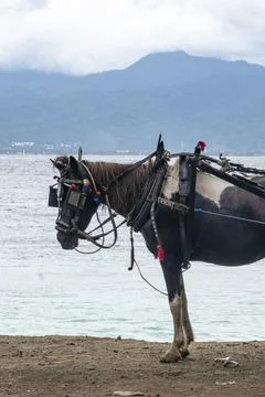 Horse is pulling a cart on a beach Stock Photos