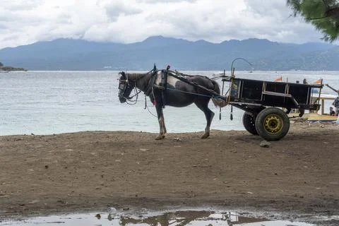 Horse is pulling a cart on a beach Stock Photos