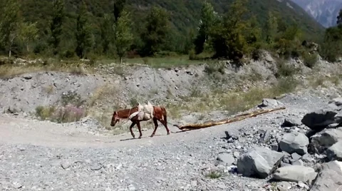 Horse pulling felled trees on the stone road. Azerbaijan. Stock Footage 55779319