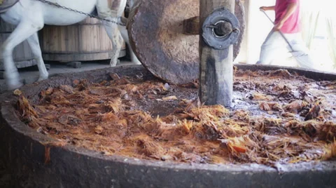 Horse pulling a millstone 스톡 동영상 34256202