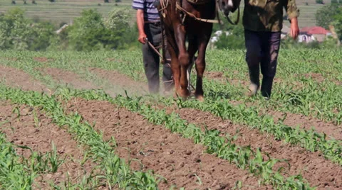 Horse pulling old plow Stock Footage 23317006