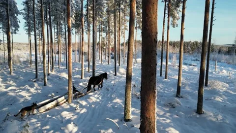 Horse Pulling Sled Among Trees In Snow Covered Winter Wonderland Sunset Close Stock Footage 232936546