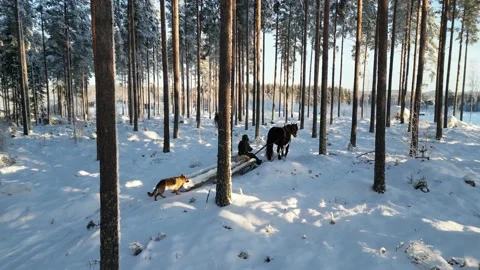 Horse Pulling Sled Among Trees In Snow Covered Winter Wonderland Sunset Side Stock Footage 232936608
