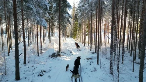 Horse Pulling Sled Among Trees In Snow Covered Winter Wonderland Sunset Behind 스톡 동영상 232936623