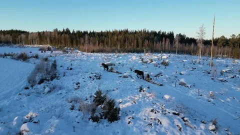 Horse Pulling Sled With Timber In Snow Covered Winter Wonderland Sunset Sweeping Stock Footage 232934601