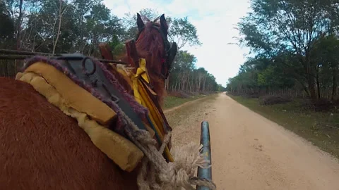 Horse pulling a wagon pov Stock Footage 255904543