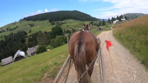 Horse pulls a chaise on a dirt path on a sunny day Stock Footage 140543411