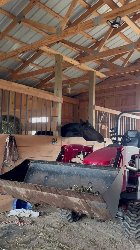 Horse Pulls Lever and Dumps Bucket, Pennsylvania, USA - 24 Sep 2025 Stock Footage 318103188