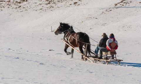 Horse pulls a sleigh Stock Photos