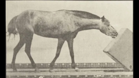 Horse Pushing Box Vintage Loop Sequence 库存影片 104092472