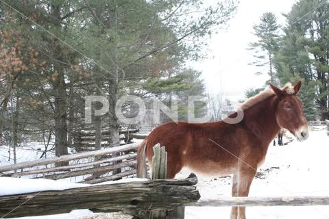 Horse in Quebec. Canada, north America. Stock Photos