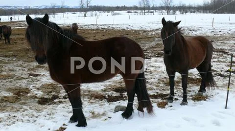 Horse in Quebec. Canada, north America. Stock Photos