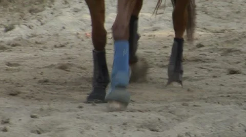Horse race closeup 04 Stock Footage 8656248