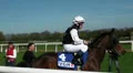 Horse Racing - arriving the race track HD Footage