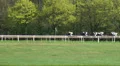 Horse Racing HD Footage