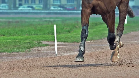 Horse racing, French Trotter racehorses during Racecourse, Caen, Normandy Stock Footage
