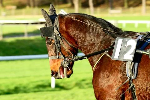 Horse racing Stock Photos