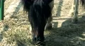 Horse in ranch eating  4k or 4k+ Resolution