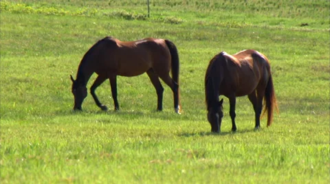 Horse Ranch 動画素材 35400917