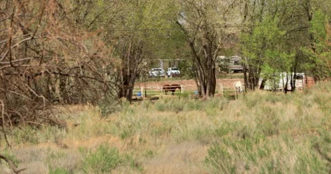 Horse in the ranch Stock Footage 106970521