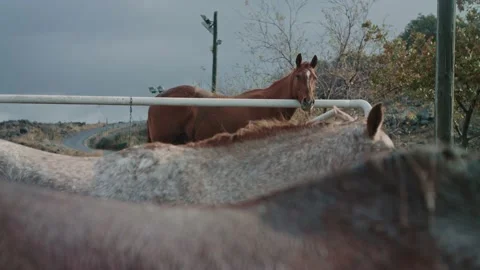 Horse ranch Stock Footage 230975290