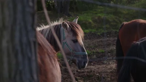 Horse ranch Stock Footage 230975306