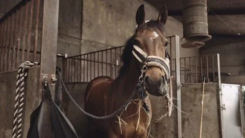 Horse ranch Stock Footage 230975324