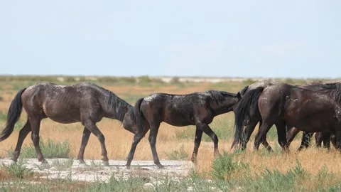Horse ranch Stock Footage 230975467